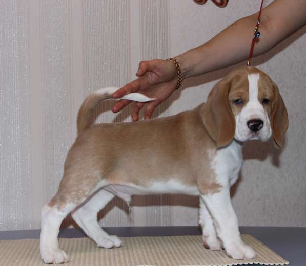 Щенки бигля в Тосно фото 11