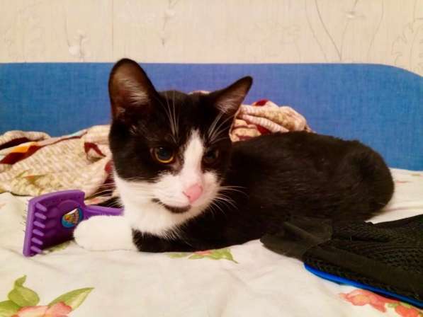 Яркая личность котик Кузя ищет дом в Москве фото 10