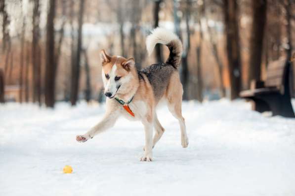 Молодой красавец Пряник ищет дом в Москве фото 9