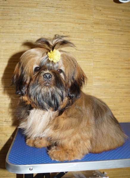 Малышка Ши-тцу в Саратове фото 4