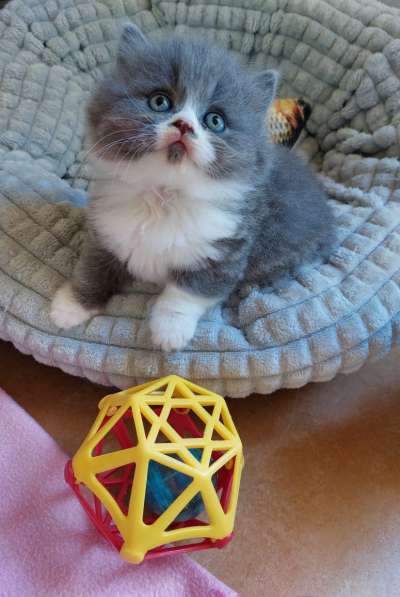 Котята Британской короткошерстной породы в фото 27