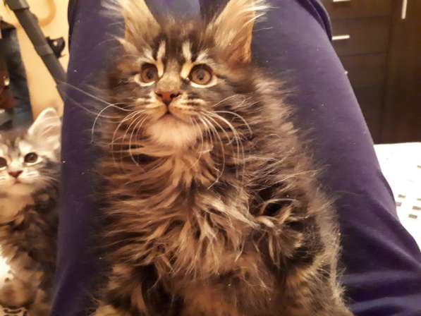 Мейн-кун мальчик два месяца в Челябинске фото 6