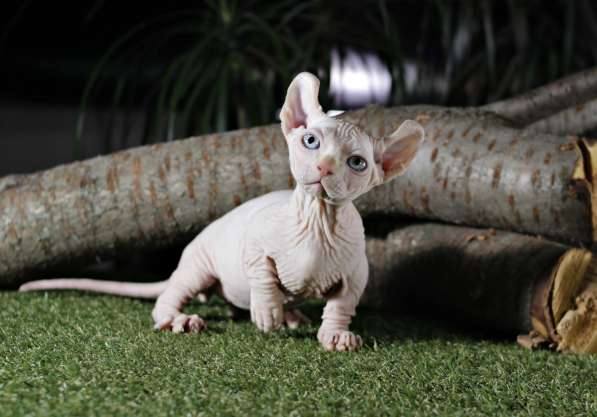 Эксклюзивный мальчик двэльф редчайшей породы в мире, кошка к в фото 4