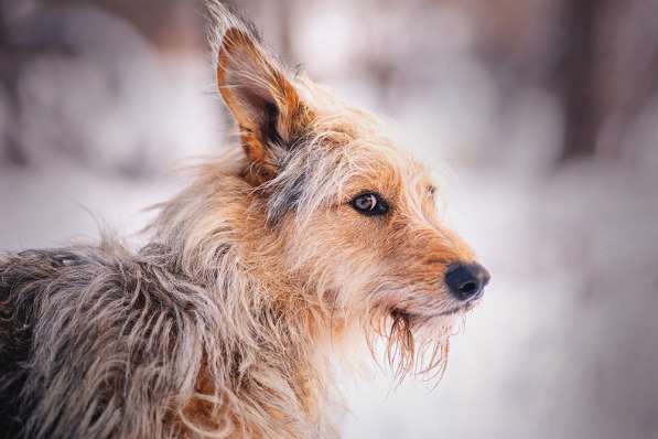 Трогательный Чарлик ищет дом в Москве фото 20