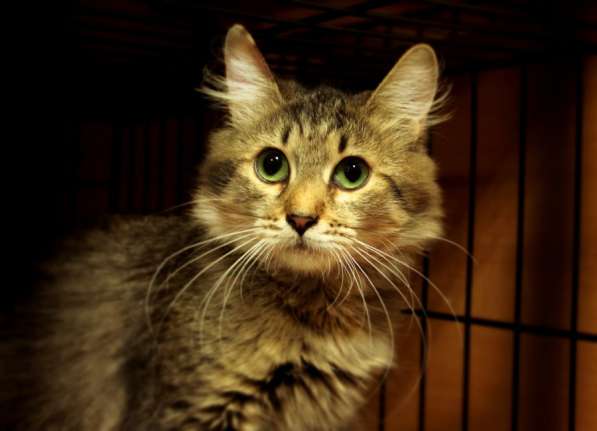 Пушистая Камения мечтает о доме