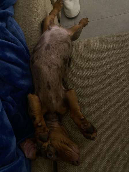 Продам taxa exotic в фото 8