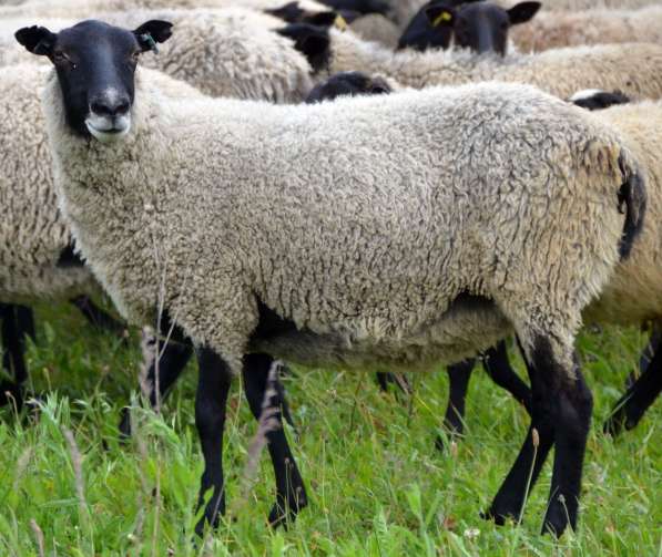 Племенные овцы породы Романовская (Скот из Европы) в Красноярске фото 8
