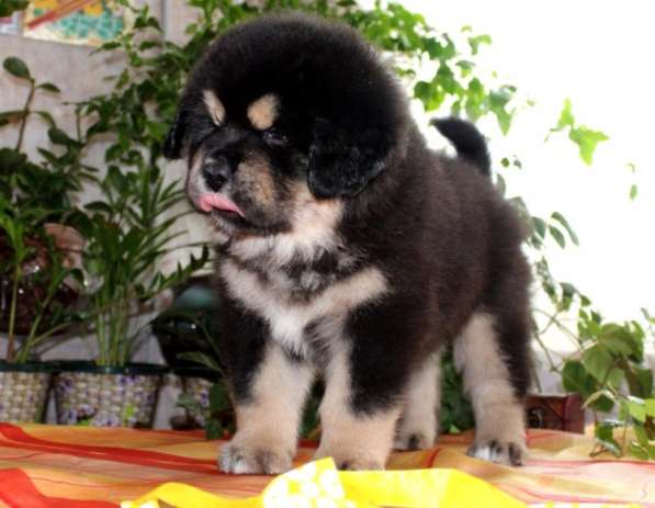 Тибетский мастиф - лучший страж на территории в Москве фото 96