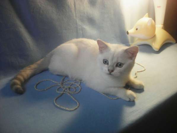 Продается голубоглазый британский котик окраса BRI ns 11 33 в Москве