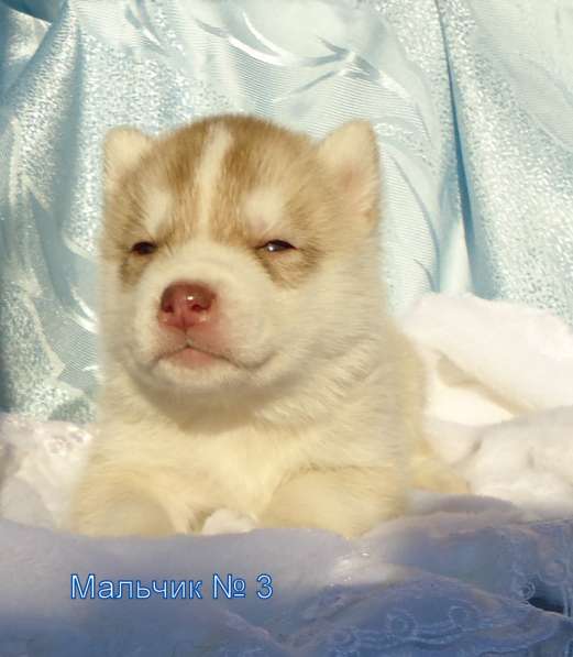 Продажа щенков Хаски в Новосибирске фото 39