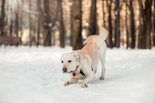 Луна ищет дом и хозяина, в добрые руки собака в Москве фото 5
