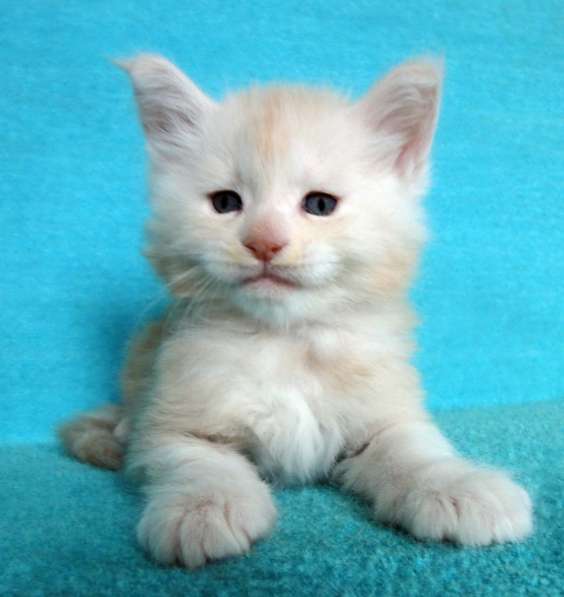 Апельсинки к Новому Году в Рязани фото 80