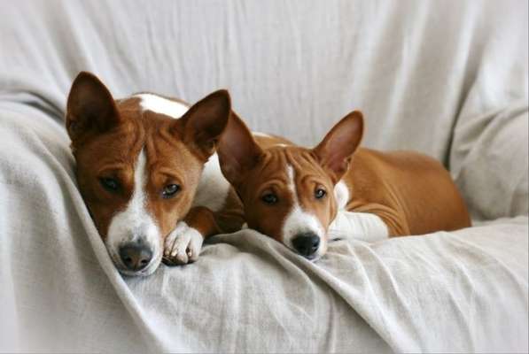 Басенджи щенки в фото 7