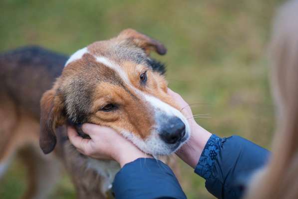 Джим - добропорядочный пёс ищет семью/ в Санкт-Петербурге фото 15