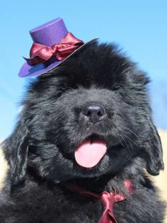 Щенки ньюфаундленда СШ - Франция &ndash; Дания! в Санкт-Петербурге фото 3