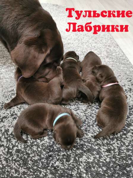 Щенки лабрадора ретривера & Labrador Retriever Puppies в Москве фото 7