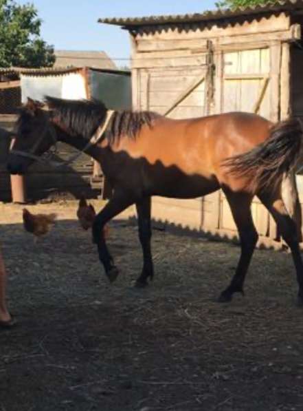 Продам лошадь (кобылку) в Ставрополе фото 3