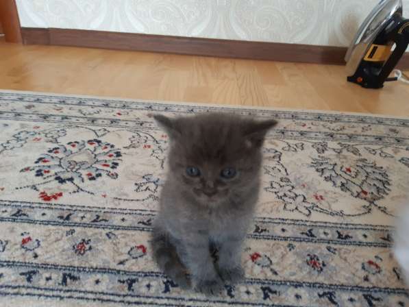 Продажа британских котят в Москве фото 4