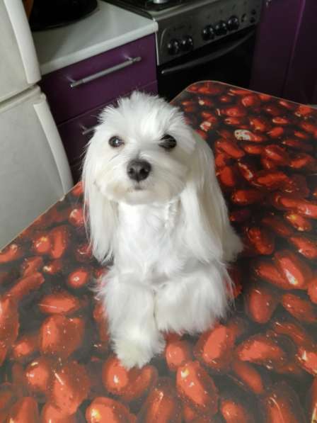 Мальтезе лучший друг в Москве фото 9