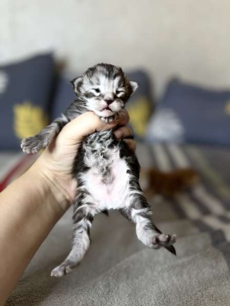 Мейн-кун котята, Ташкент, ищу перекупщика или посредников в фото 8