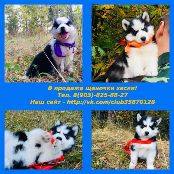Красивые щеночки хаски