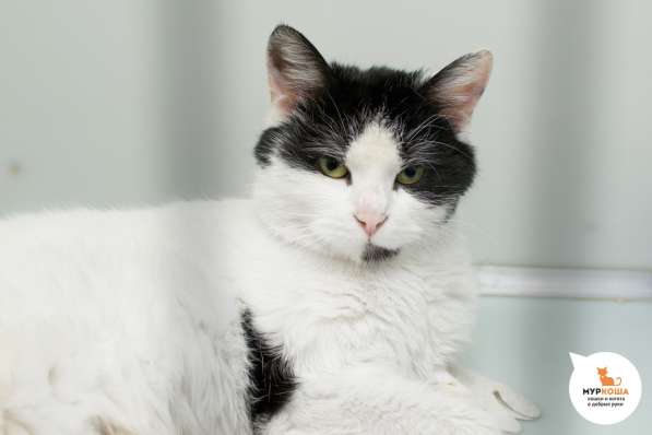 Вы наконец нашли идеальную кошечку в Москве