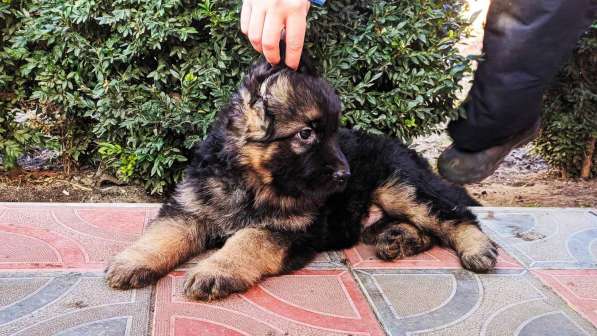 Щенки овчарки Питомник в фото 29