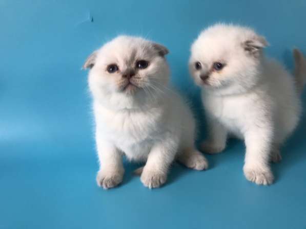 Мальчики колор поинт scottish fold в 