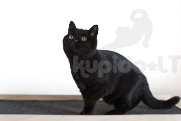 Британские короткошерстные котята в фото 6