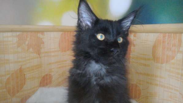 Котята мен кун из питомника Bella Diva в Москве