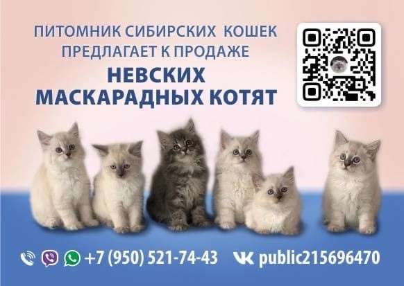 Невские маскарадные котята