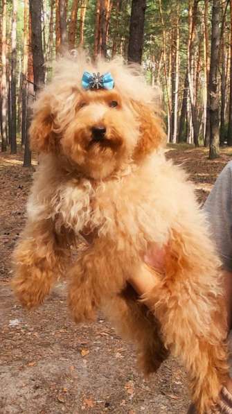 Той пудель. Apricot в 