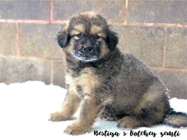 Тибетский мастиф - щенки в Санкт-Петербурге фото 6