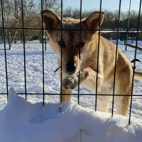 Веселая, озорная Эри ищет семью в Москве фото 18