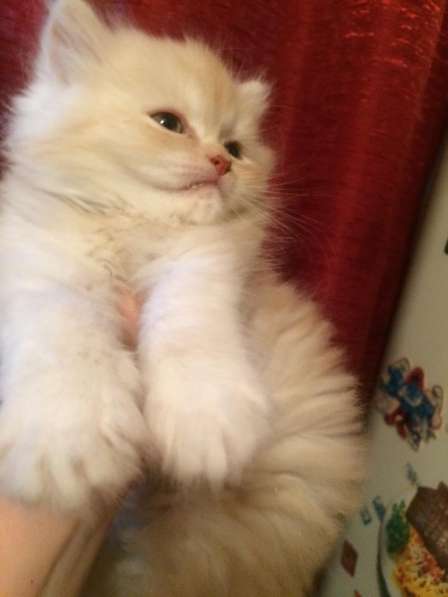 Персидский классический котик в Москве фото 6