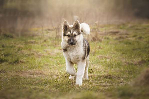 Щенок Ося ищет доброго хозяина! в Москве фото 6