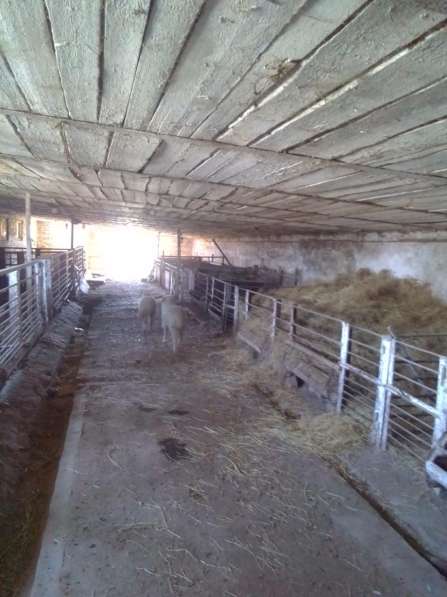 Ферма для разведения сельхоз животных в Ставрополе