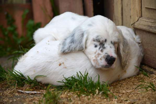 Английский сеттер щенки из элитного питомника в Москве фото 161