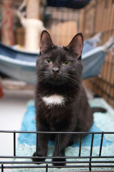 Элегантная Верона ищет надежного друга в Москве