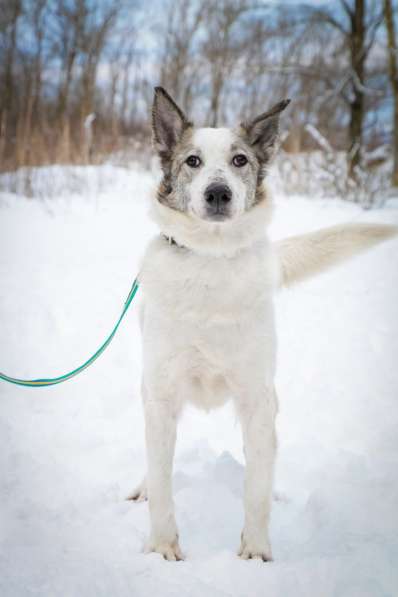 Умка ищет дом !