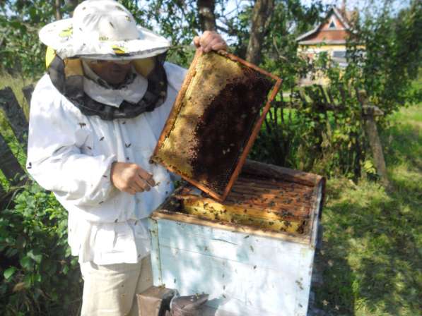 Мёд с пасеки от производителя в 