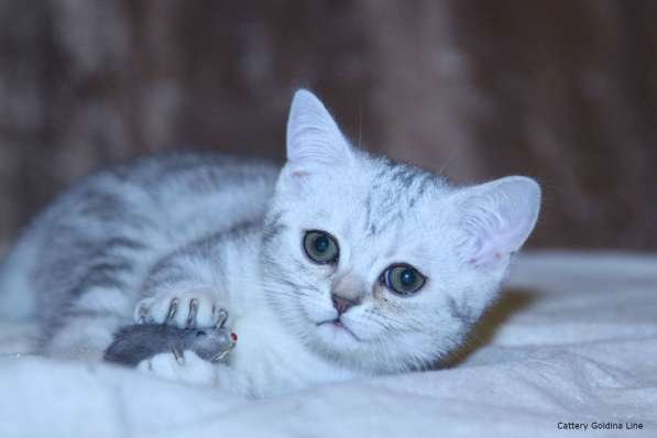 Шотландские котики фолд и страйт в Москве фото 19