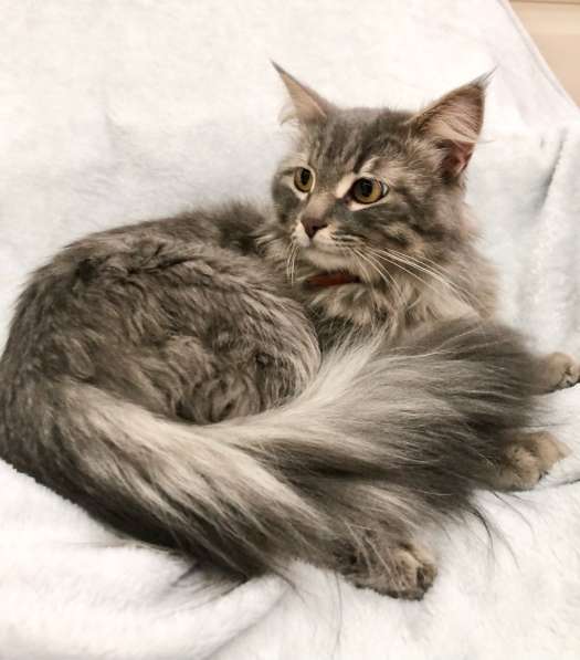 Цезарь Великолепный ищет дом! в Москве фото 10