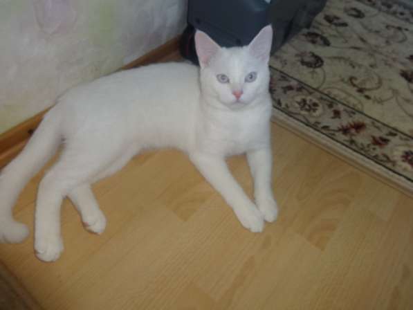 Белый голубоглазый котик с документами на вязку в фото 5