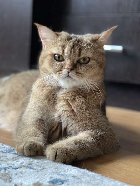 Котята золотая шиншилла в Волоколамске фото 4