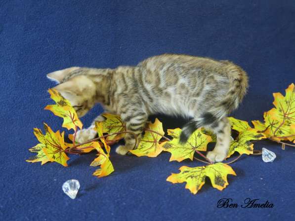 Бенгальская девочка - Ben Amelia Azalea Miret в Москве