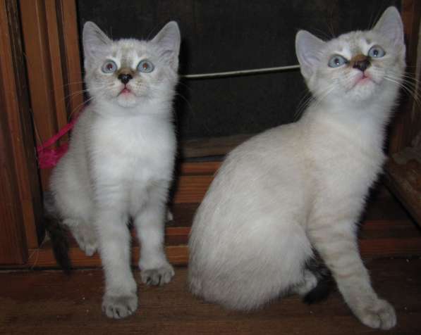 Тайские котята в Краснодаре фото 3