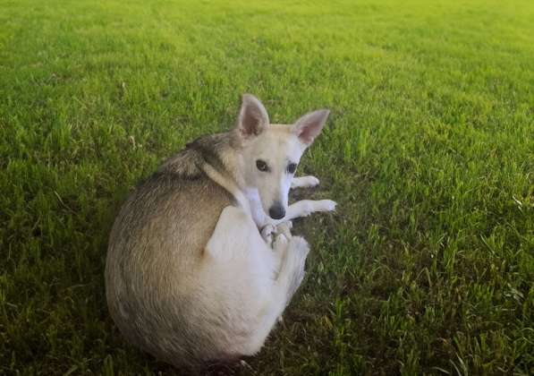 Очаровательная молодая собака Баджи в дар в фото 7