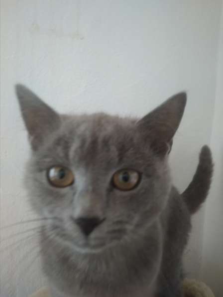 Красивые кошки в Бахчисарае фото 14