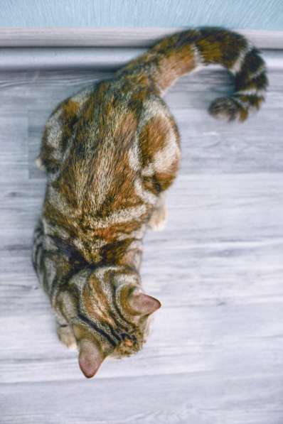 Кошка в добрые руки в Москве фото 5